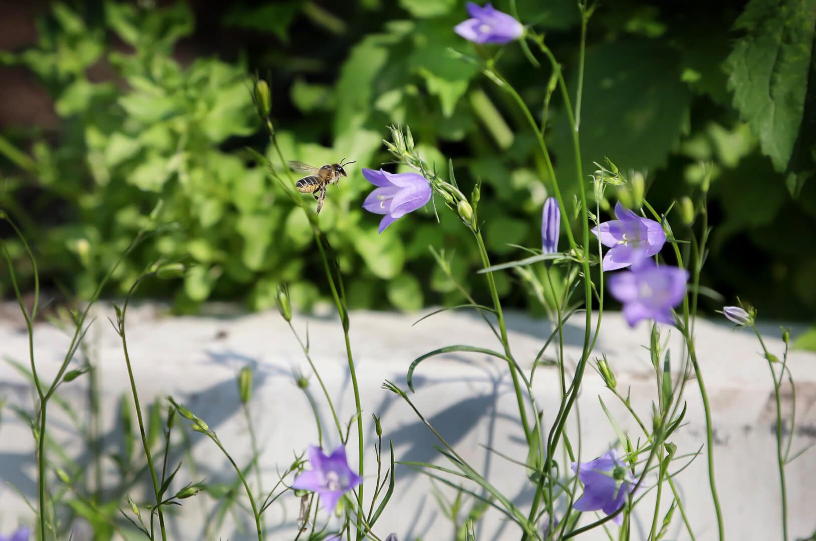 Bosch Beton - De bio-keerwand draagt positief bij aan biodiversiteit