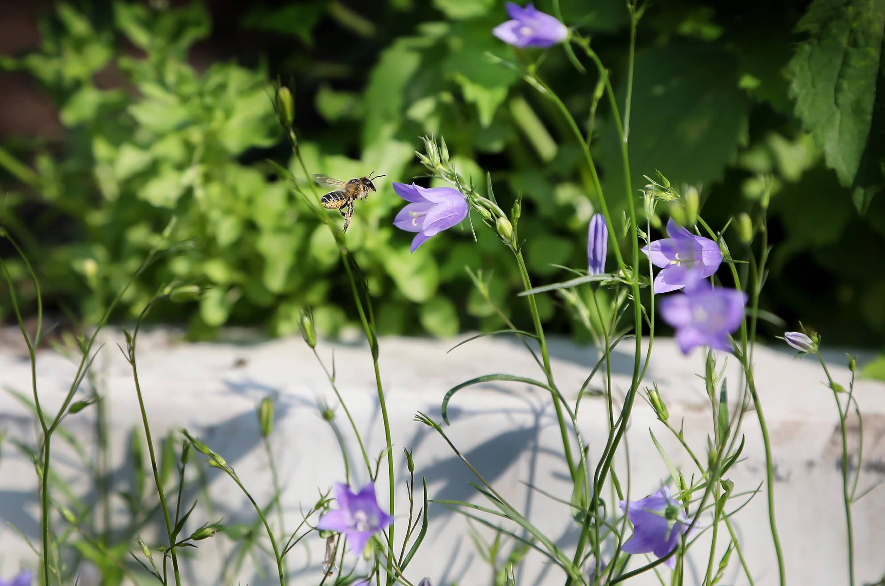 Bosch Beton - De bio-keerwand draagt positief bij aan biodiversiteit