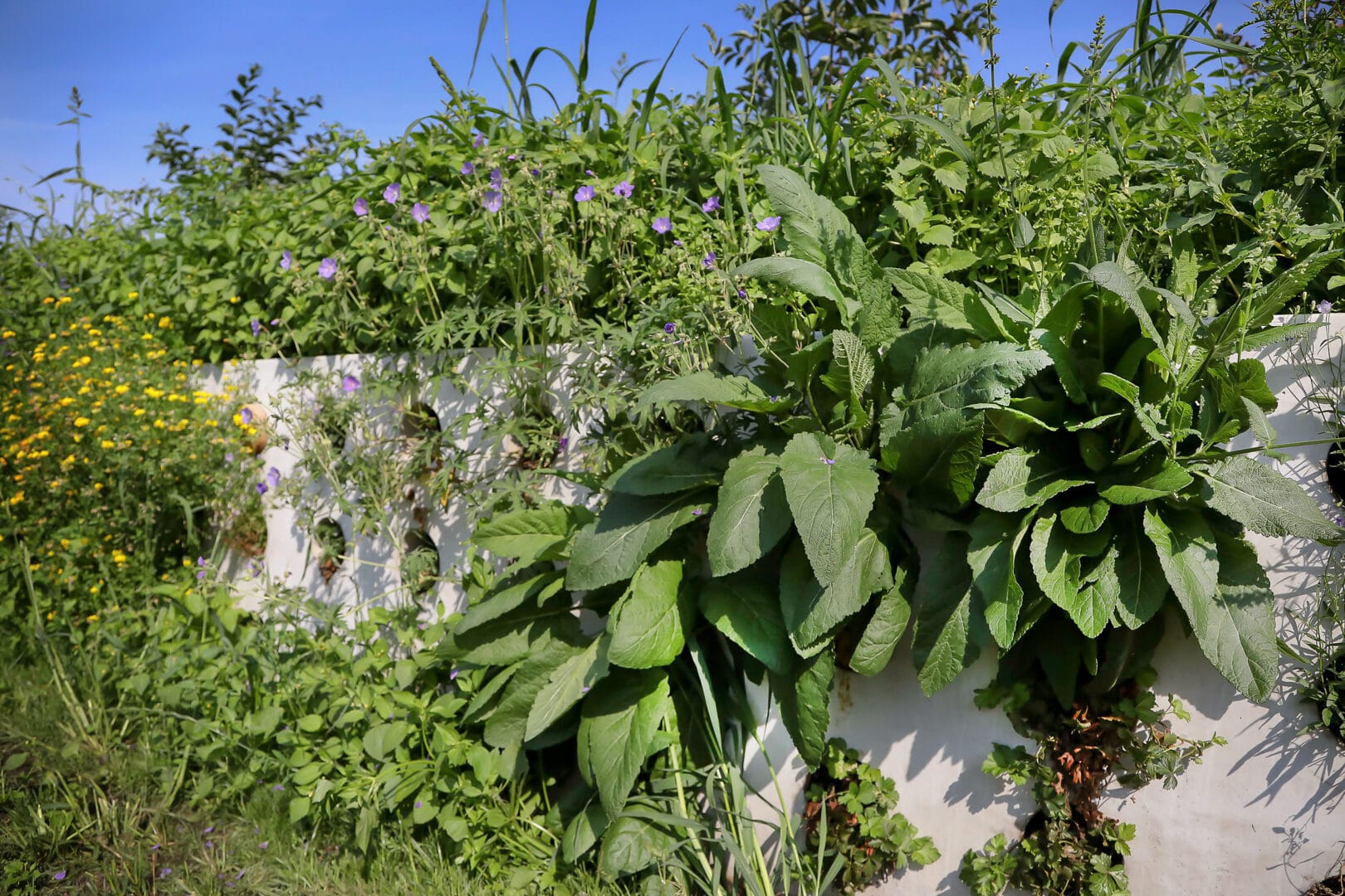 Bosch Beton - De bio-keerwand draagt positief bij aan biodiversiteit