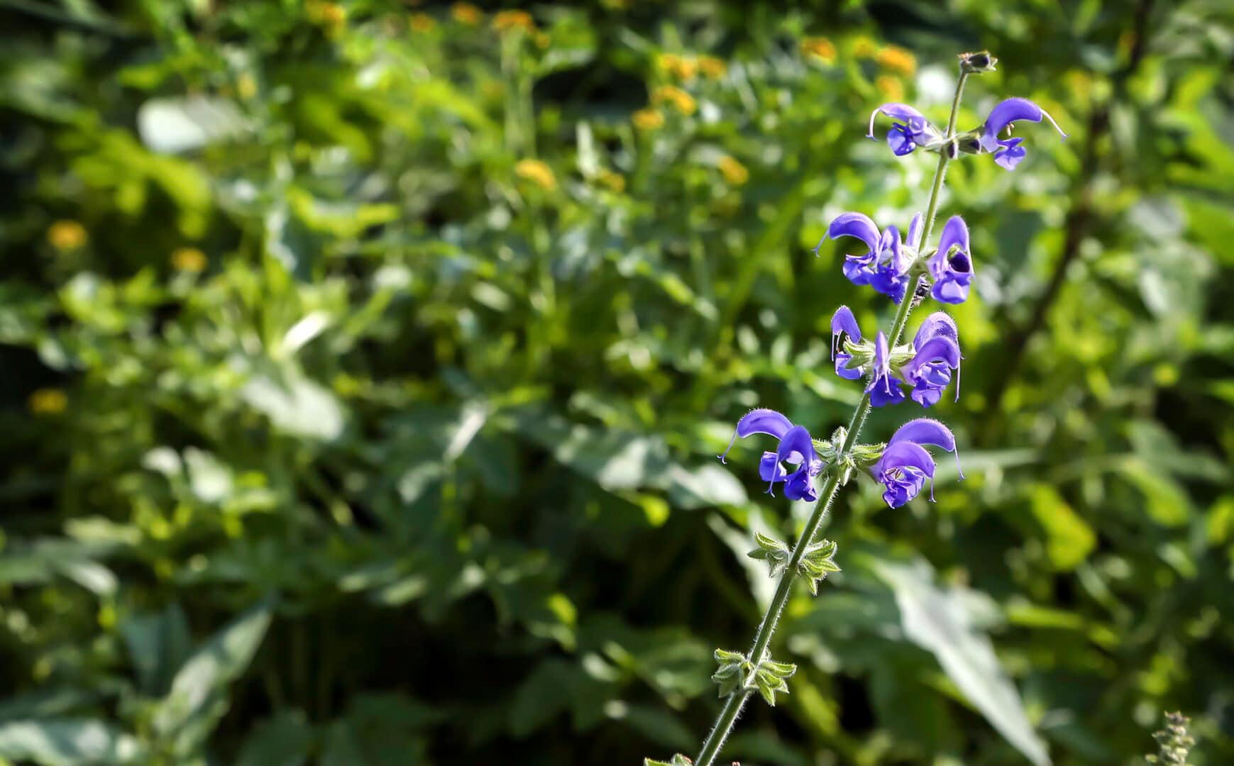 Bosch Beton - De bio-keerwand draagt positief bij aan biodiversiteit